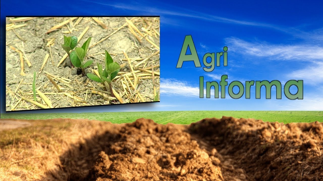 Agri Informa 9/2021 Approfondimento Soia