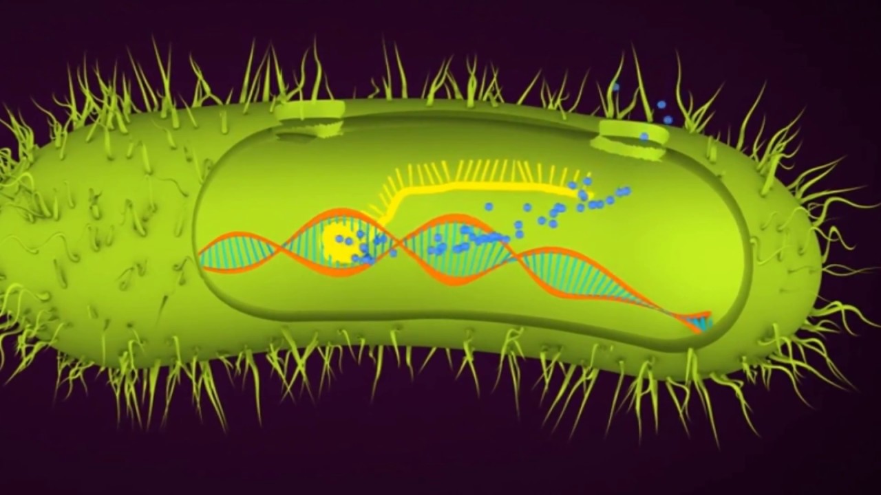 Kathetermanagement-Konzept &ndash; Besteht die Gefahr der Resistenzbildung bei Star-Kathetern?