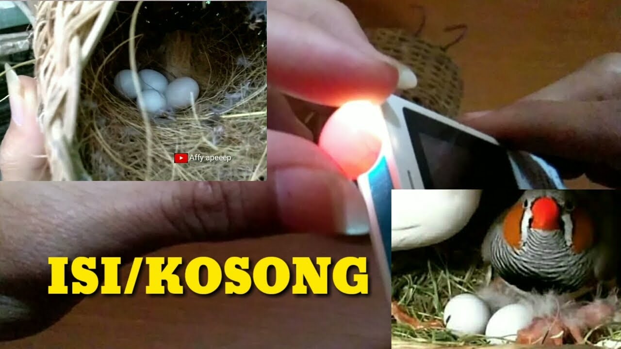 Telur Zebra finch isi atau kosong