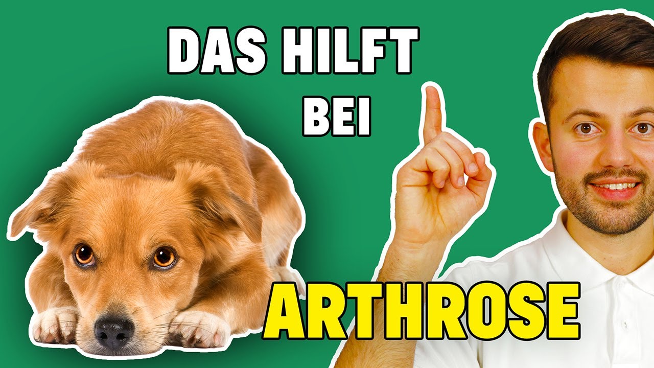 Wie kann ich meinem Hund bei Arthrose helfen? (Tierarzt klärt auf)