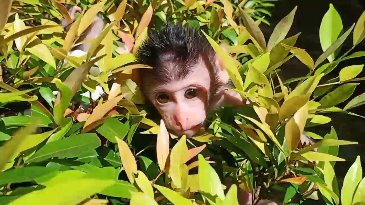 Bayi Monyet Kejengkang Ditaman