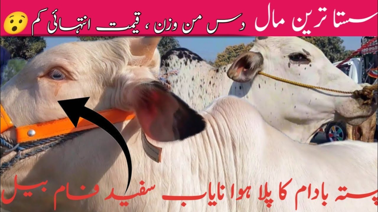 Sub Say Sasti Mandi 😯 | Kot Addu Cattle Market Latest Price | 08 March 2026