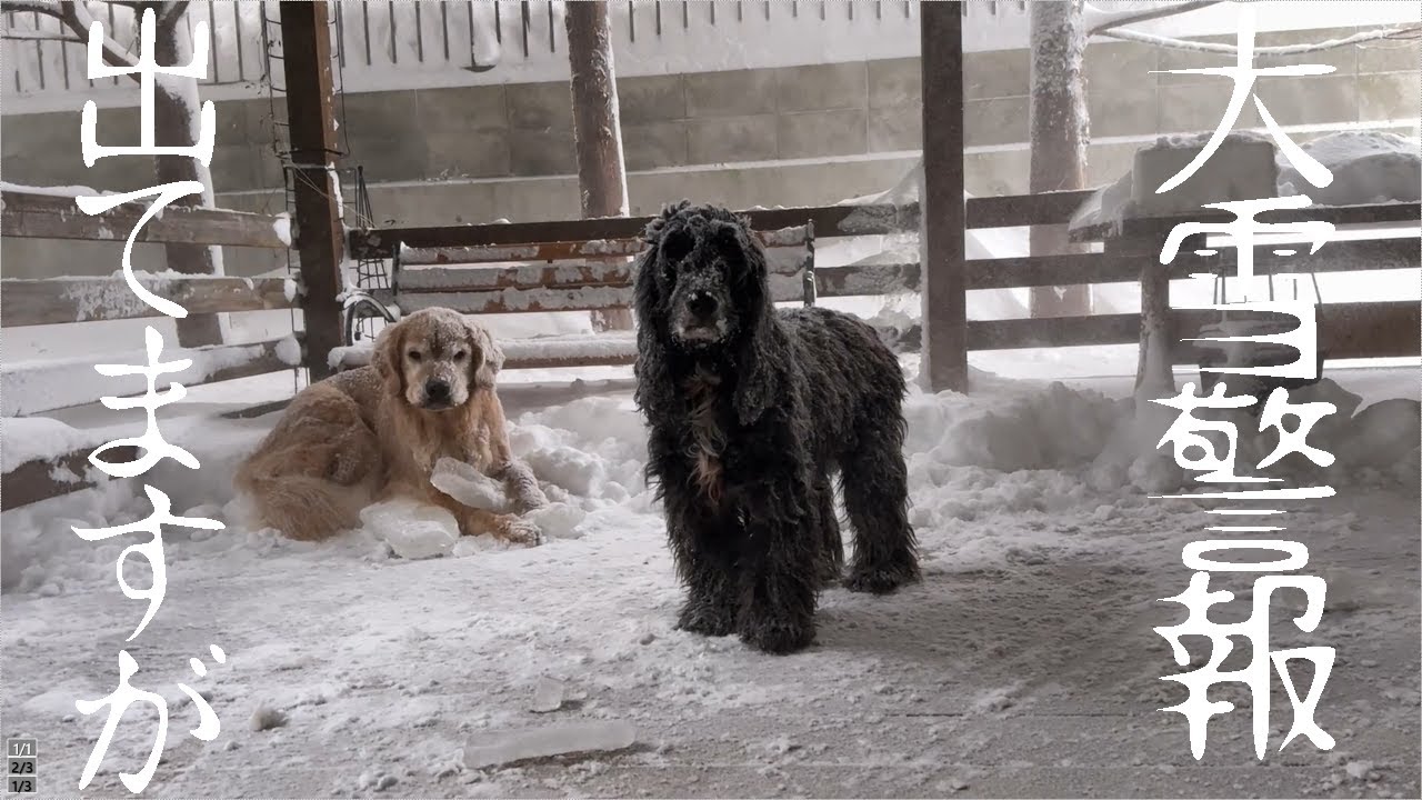 本日札幌は災害級の大雪に見舞われました