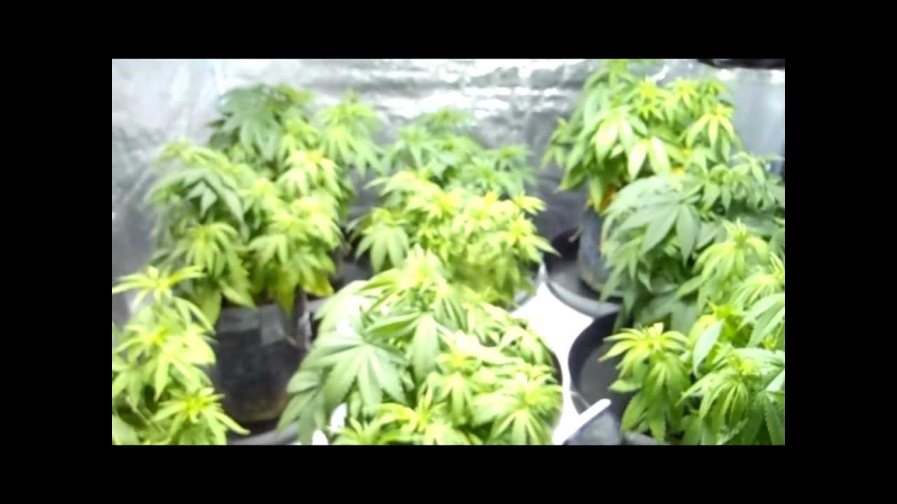 First Grow - Jedi Kush - Weeks 6-7