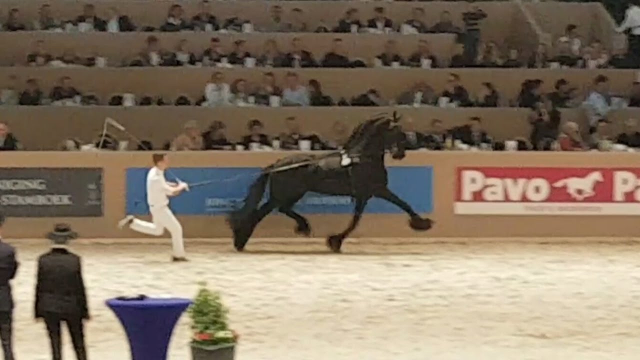 Eibert 419 Hengstenkeuring 2017! Faderpaard! Friesian horse!