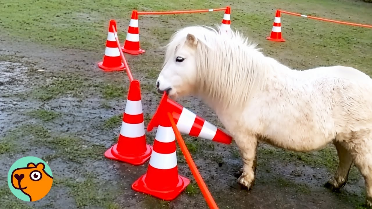 Tiny Horse Steals The Show Every Time A Camera’s On | Cuddle Buddies