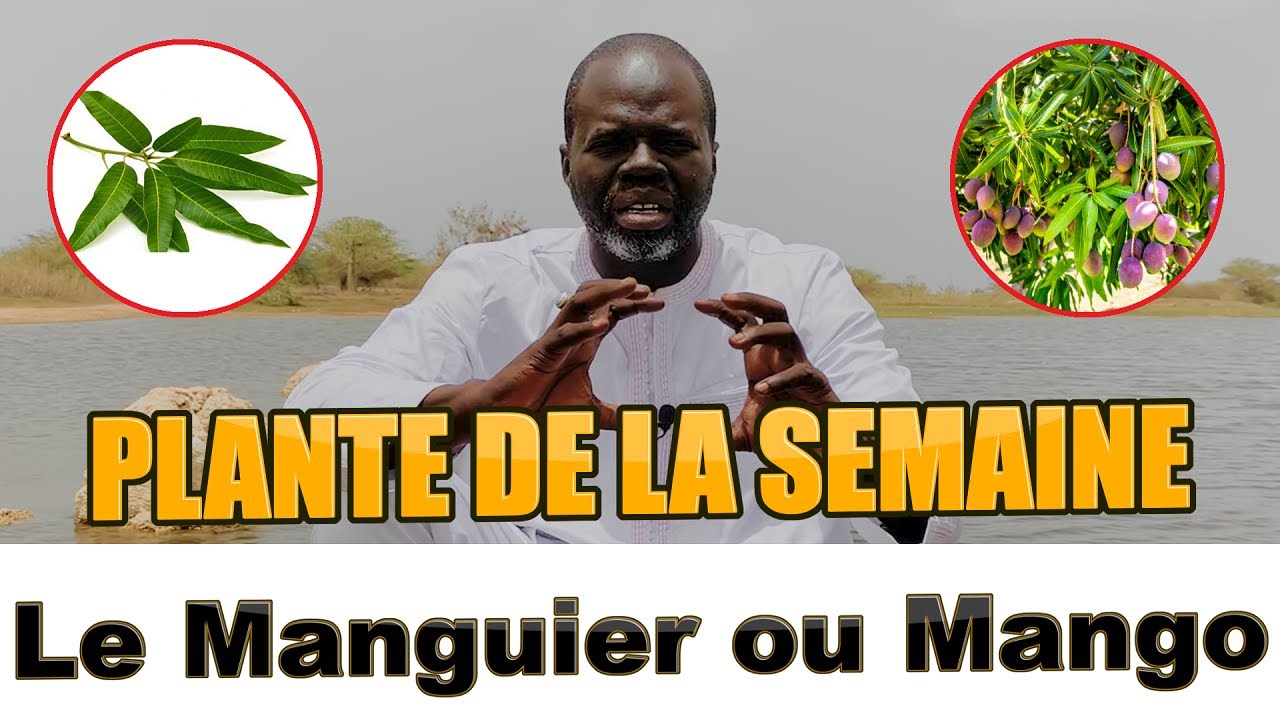 Ndiarignou Garabou Mangoo ou Manguier ( Mangifera indica ) Pr Ousmane Ndiaye - SAMA XALAAT TV