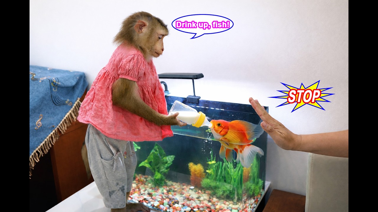 Monkey Lyly thoughtfully takes care of the fish, leaving her mother in disbelief.