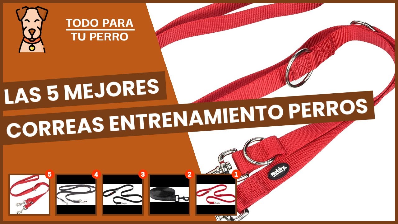 Las 5 mejores correas entrenamiento perros