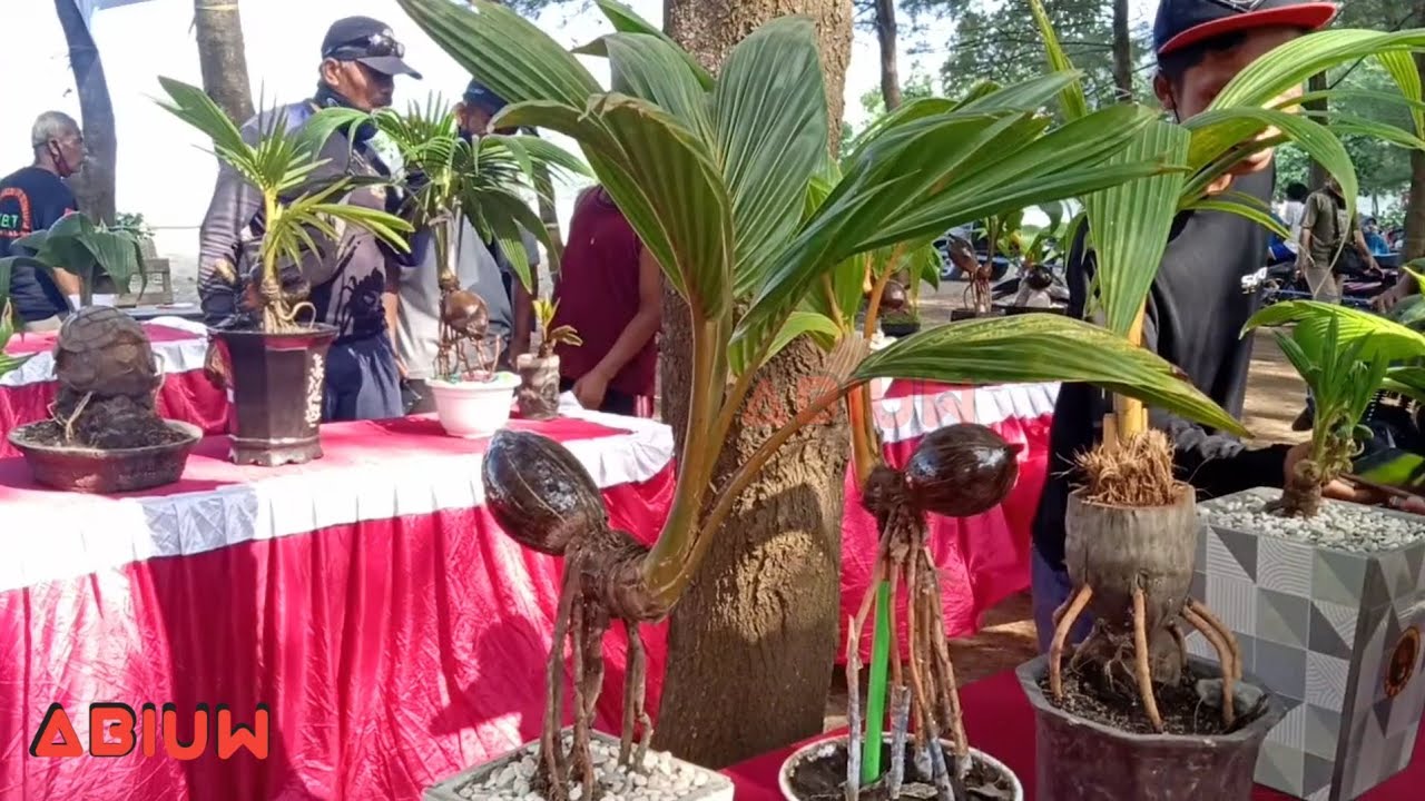Bonsai Kelapa aneh | termahal