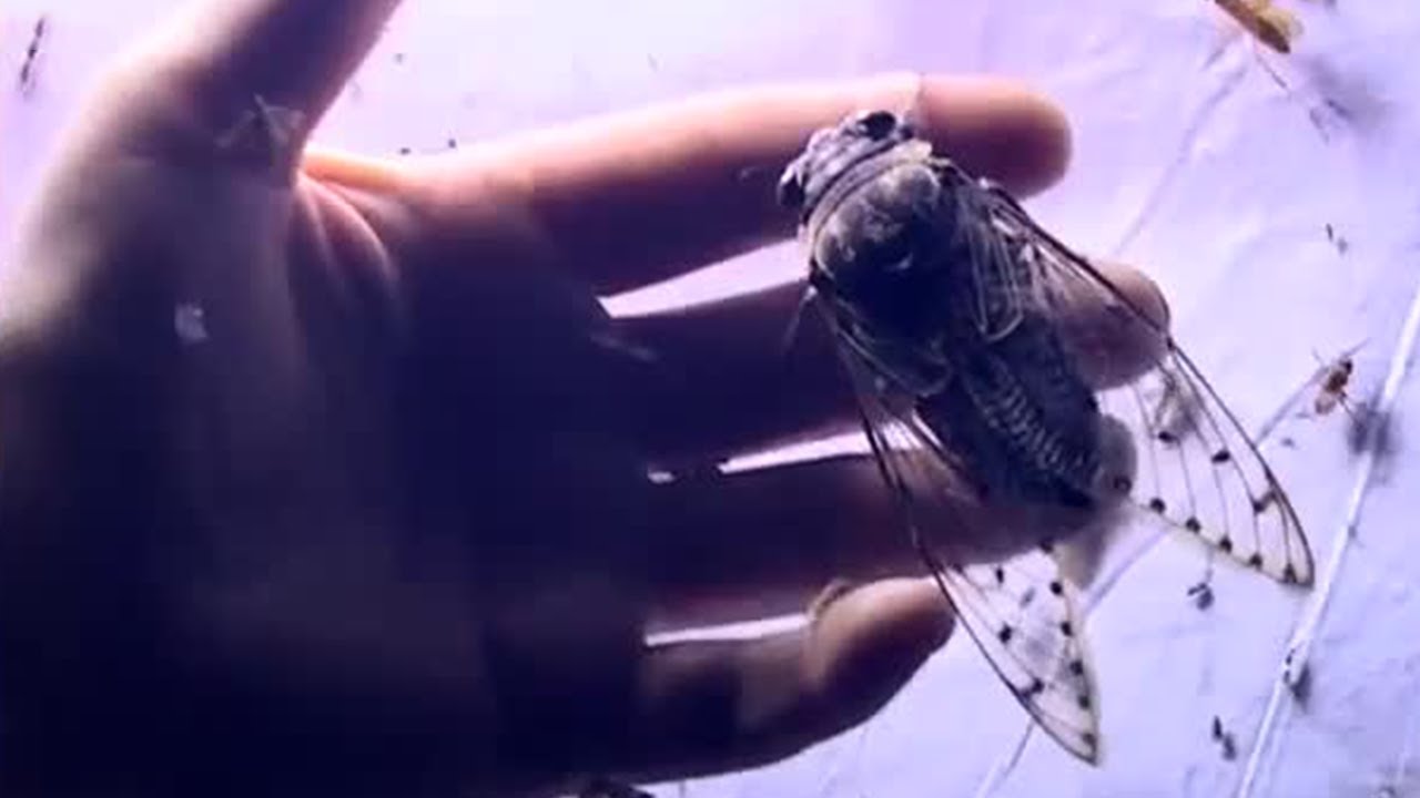 Surrounded by Life | Expedition Borneo | BBC Earth