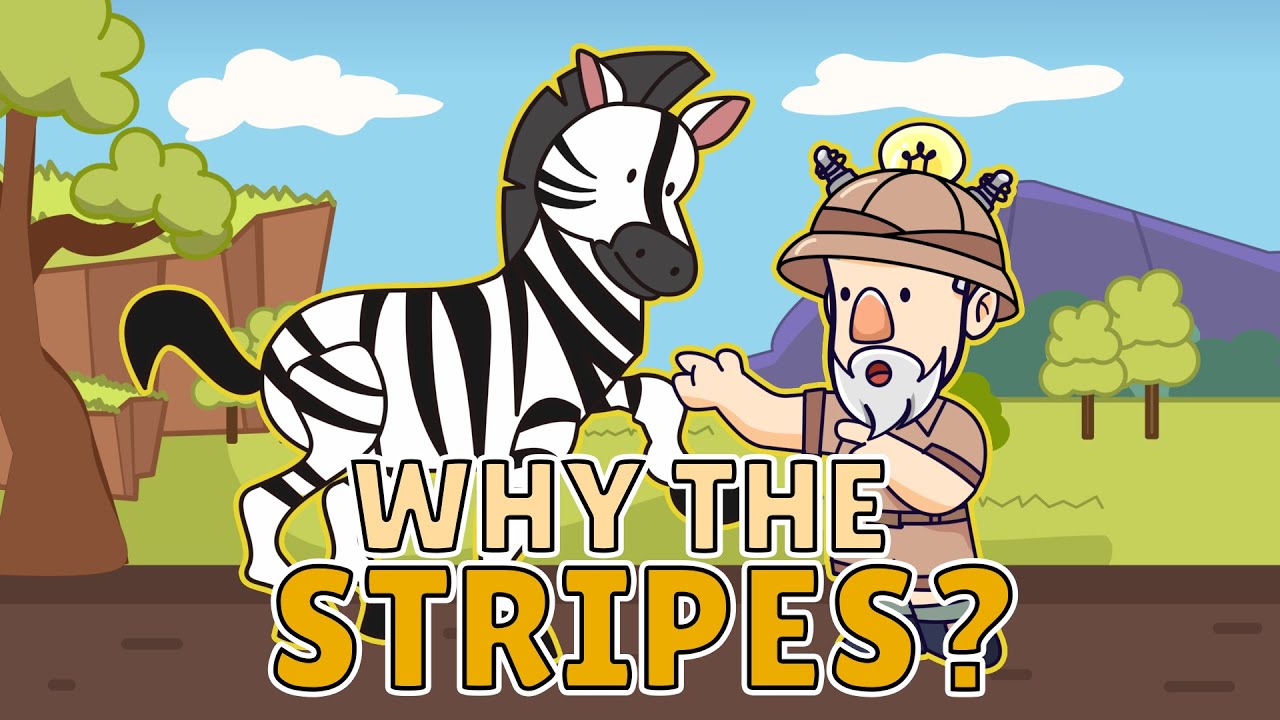 Why Do Zebras Have Stripes? | Best Learning Videos For Kids | Thinking Captain