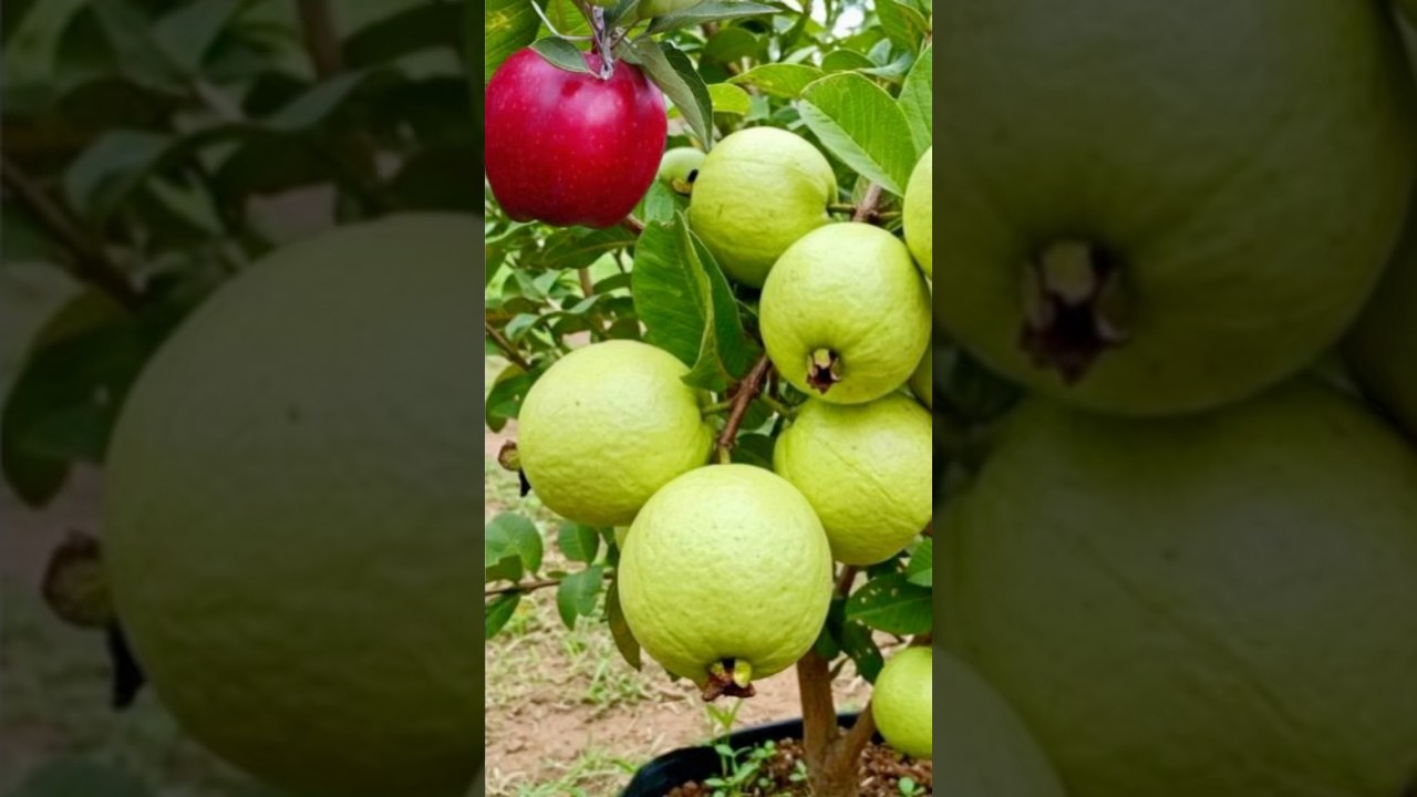 How to graft a guava tree with apple fruit 🍎🍏 #grafting #grow