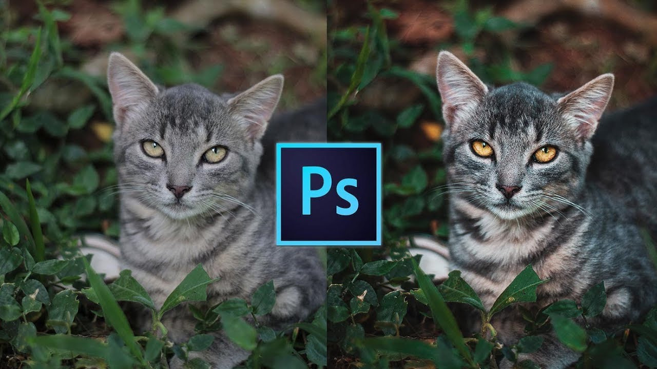Como editar fotos de mascotas🐱 en Photoshop | Efectos para Fotos