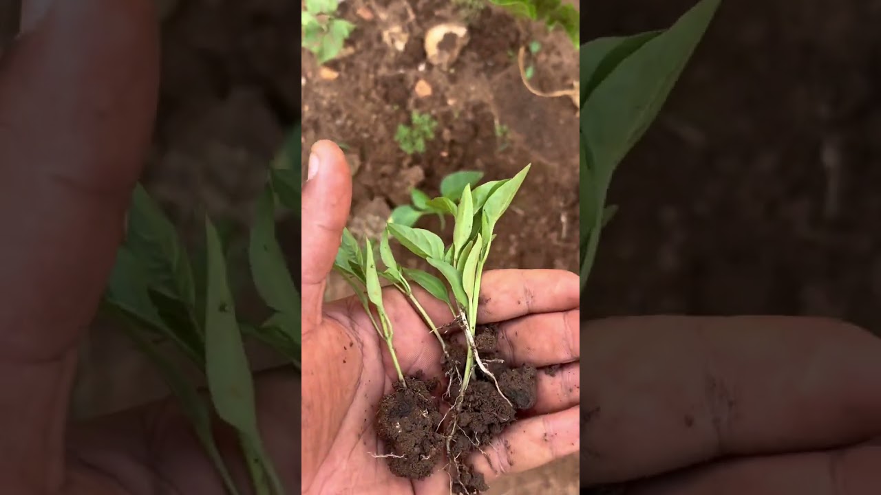Transplanting some pepper plants 🌱 🫑  