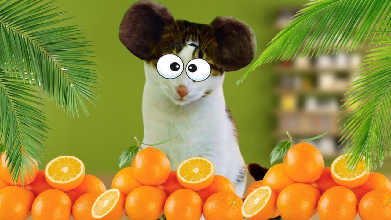 КОТЁНОК Аниса Стала ЧЕБУРАШКОЙ в Реальной Жизни!