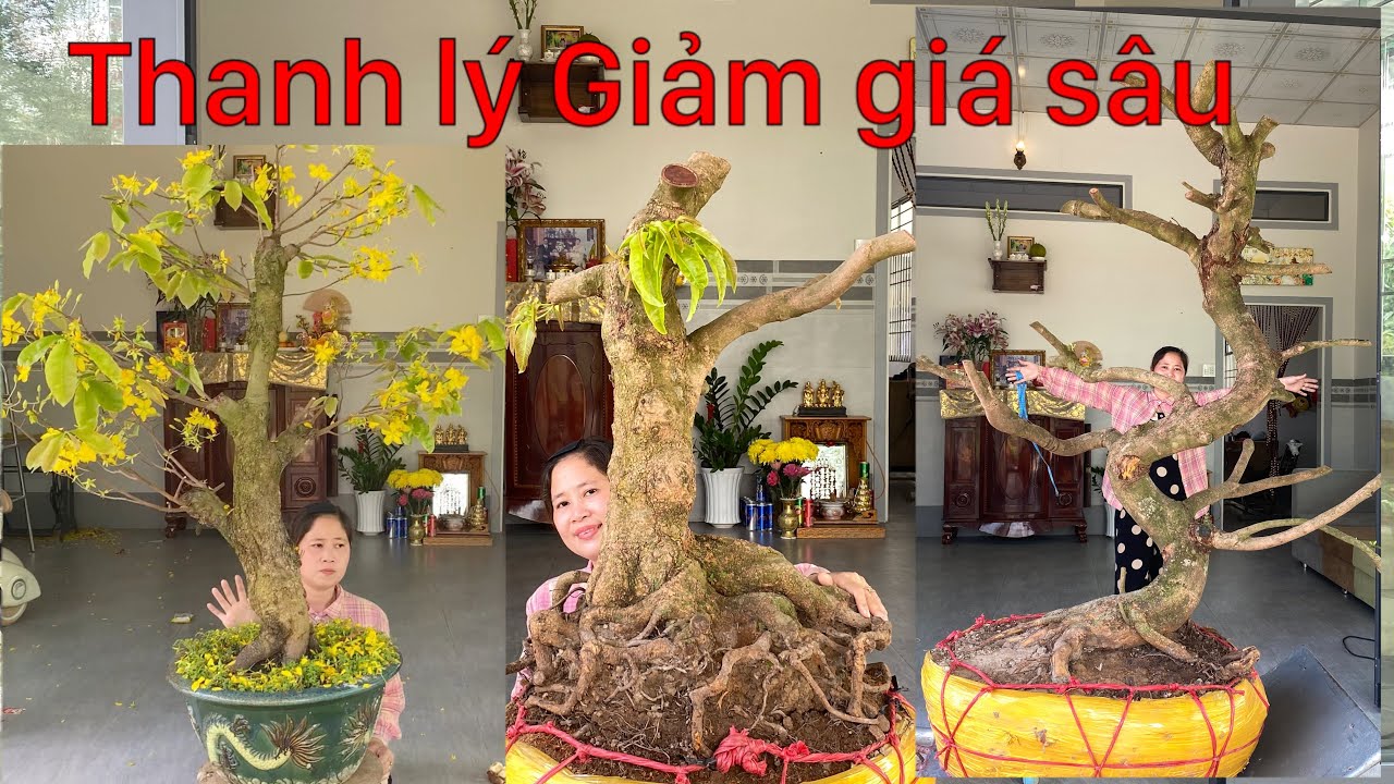 1-3-2026 thanh lý giảm giá đầu tháng 4e mv ☎️0972666608 Nghĩa 