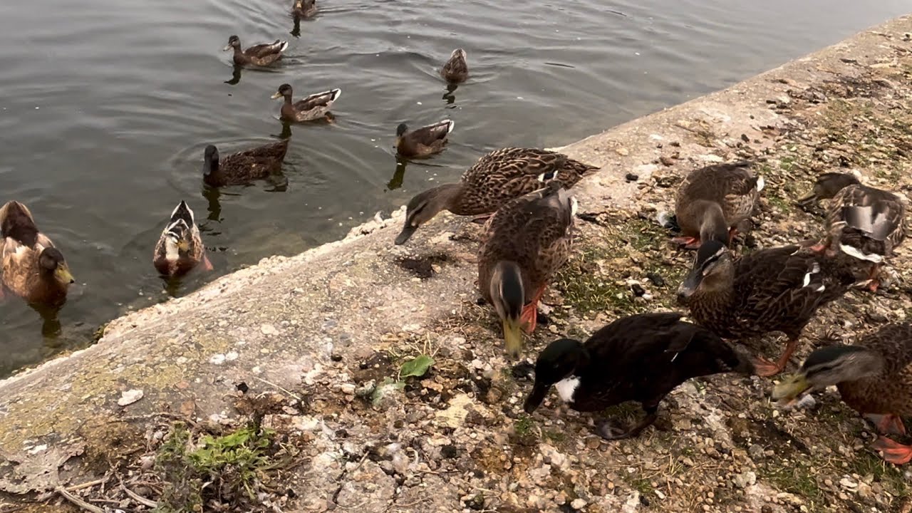 Feeding Duckies