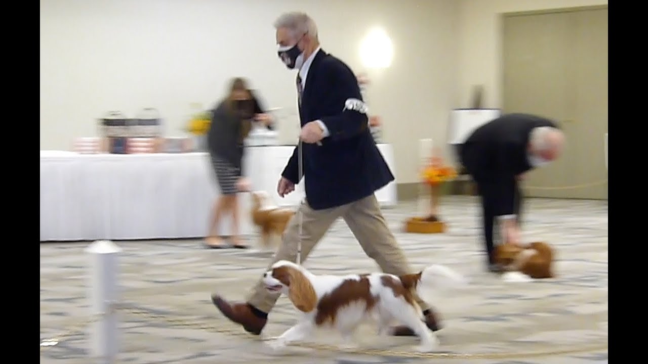Jamba At The Dog Show - Day One