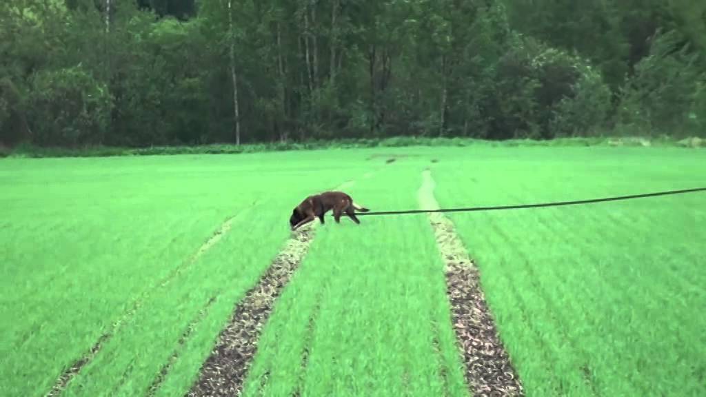 Ursus's track (FMBB-2014)