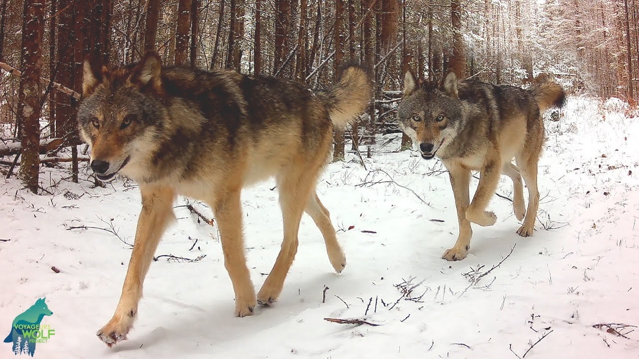 What we captured on a camera left deep in the wilderness for 10 months