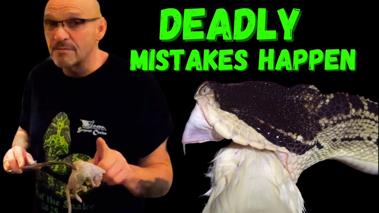 Most Deadly Snake Encounters Caught on Camera