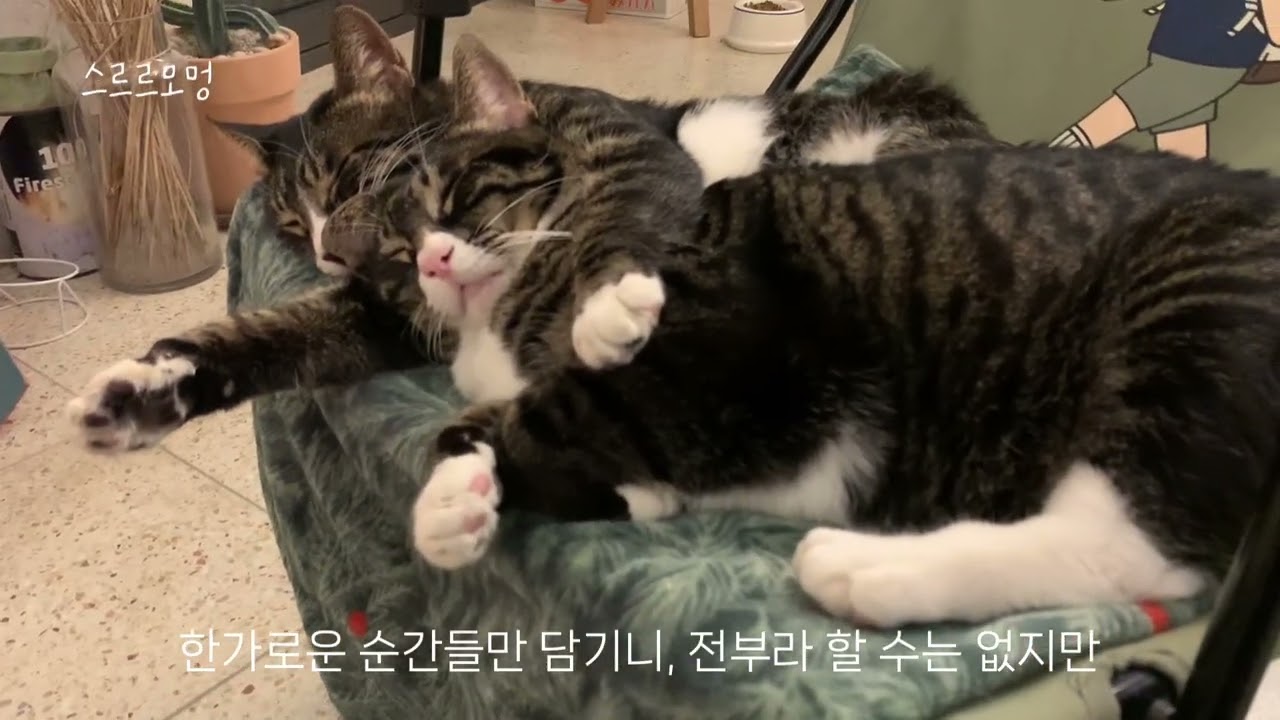 강릉 라이프 vlog. 2025 1월편. 1년 걸려 올리는 첫 브이로그. 눈구경. 바닷가 일상. 난로불멍