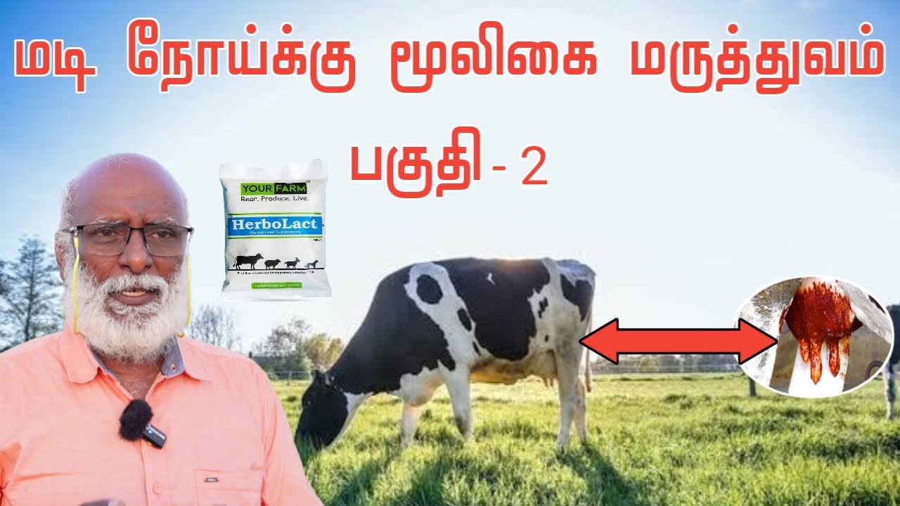 மடி நோய்க்கு தீர்வு பகுதி - 2 | Mastitits | YourFarm | கால்நடைகளுக்கு மூலிகை மருத்துவம்
