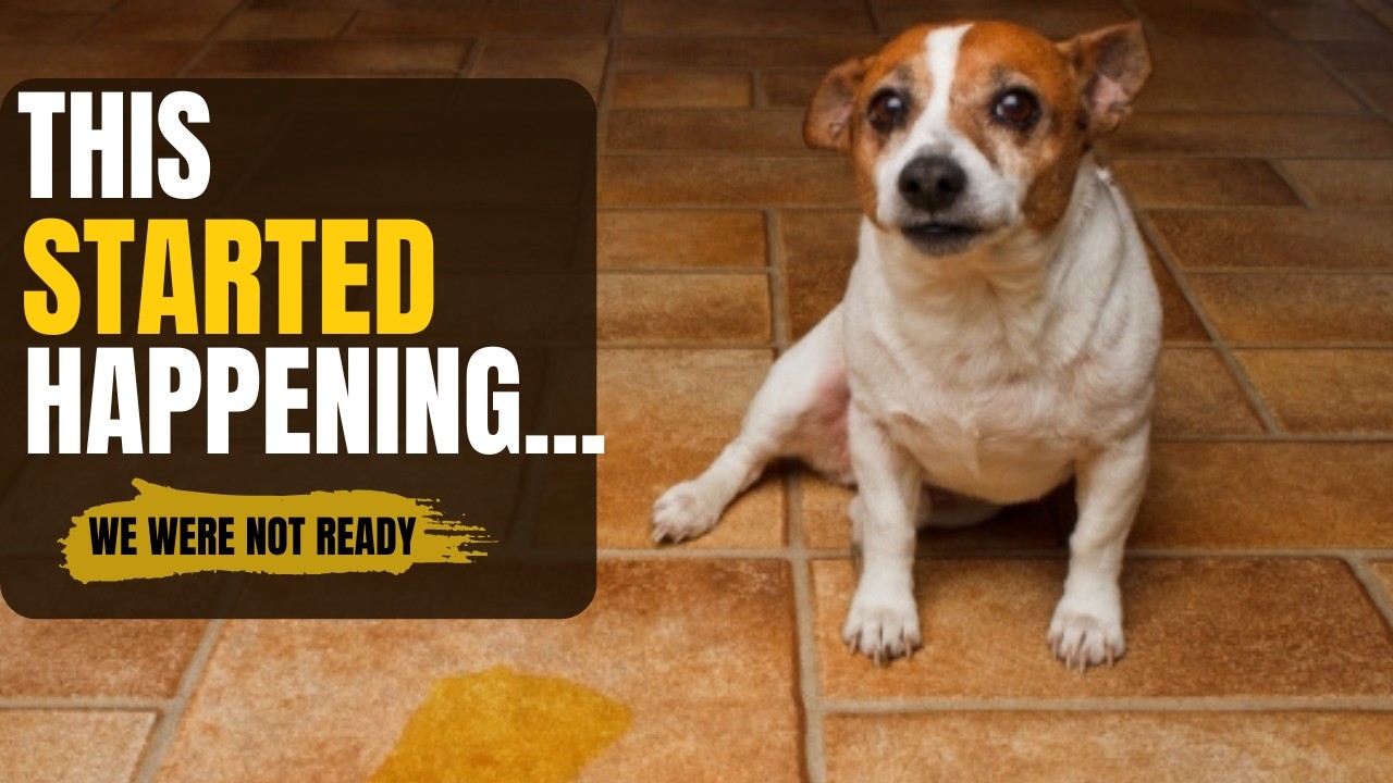 5 More Signs Your Dog is Aging - And What to Do About Them
