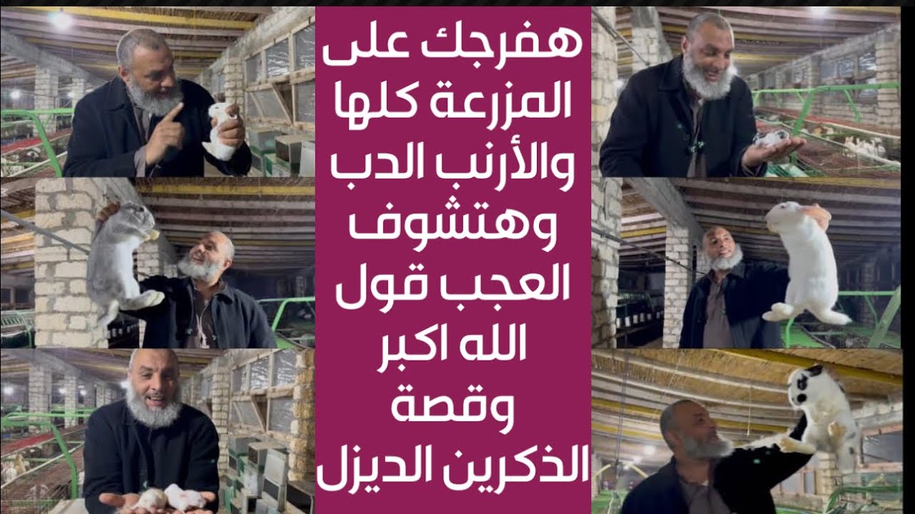 ‏أتمنى لكم مشاهدة ممتعة اتفرج على الخير اللي في مزرعة الخير أرانب دباديب و أنتيكة ￼￼ وديزل￼