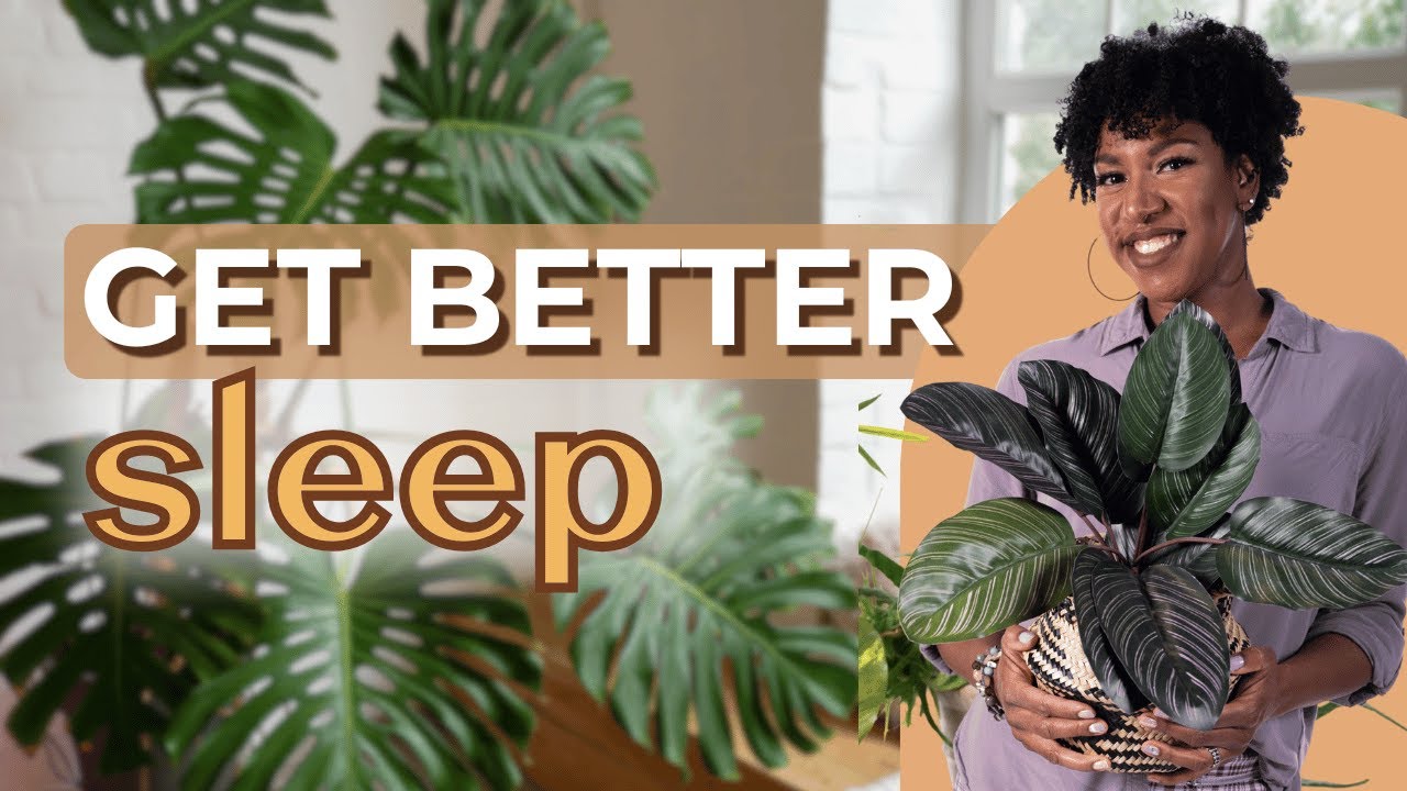 Keep THIS Very Popular Houseplant out your Bedroom! | #indoorplants #wellness #holistichome #fyp