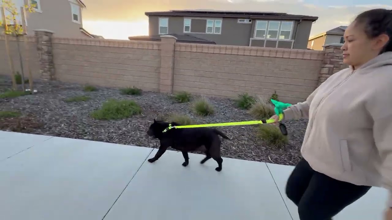 Dog walk at Mechanic 