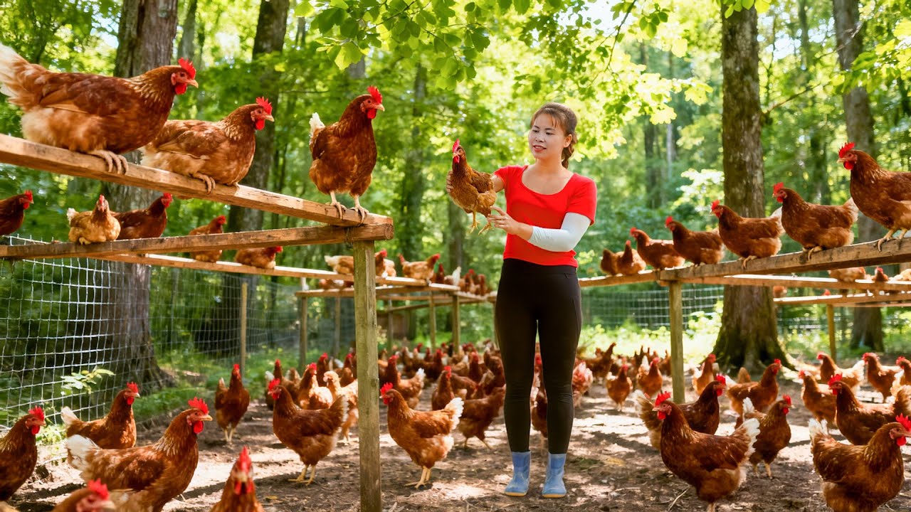 The SECRET to Harvesting GIANT Chickens - Cooking GIANT Chickens