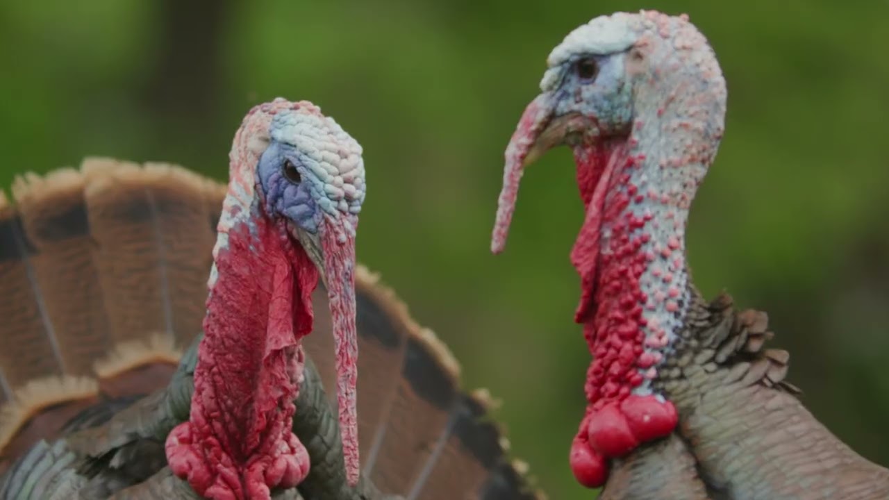 The Rio Grande Wild Turkey Story 2025