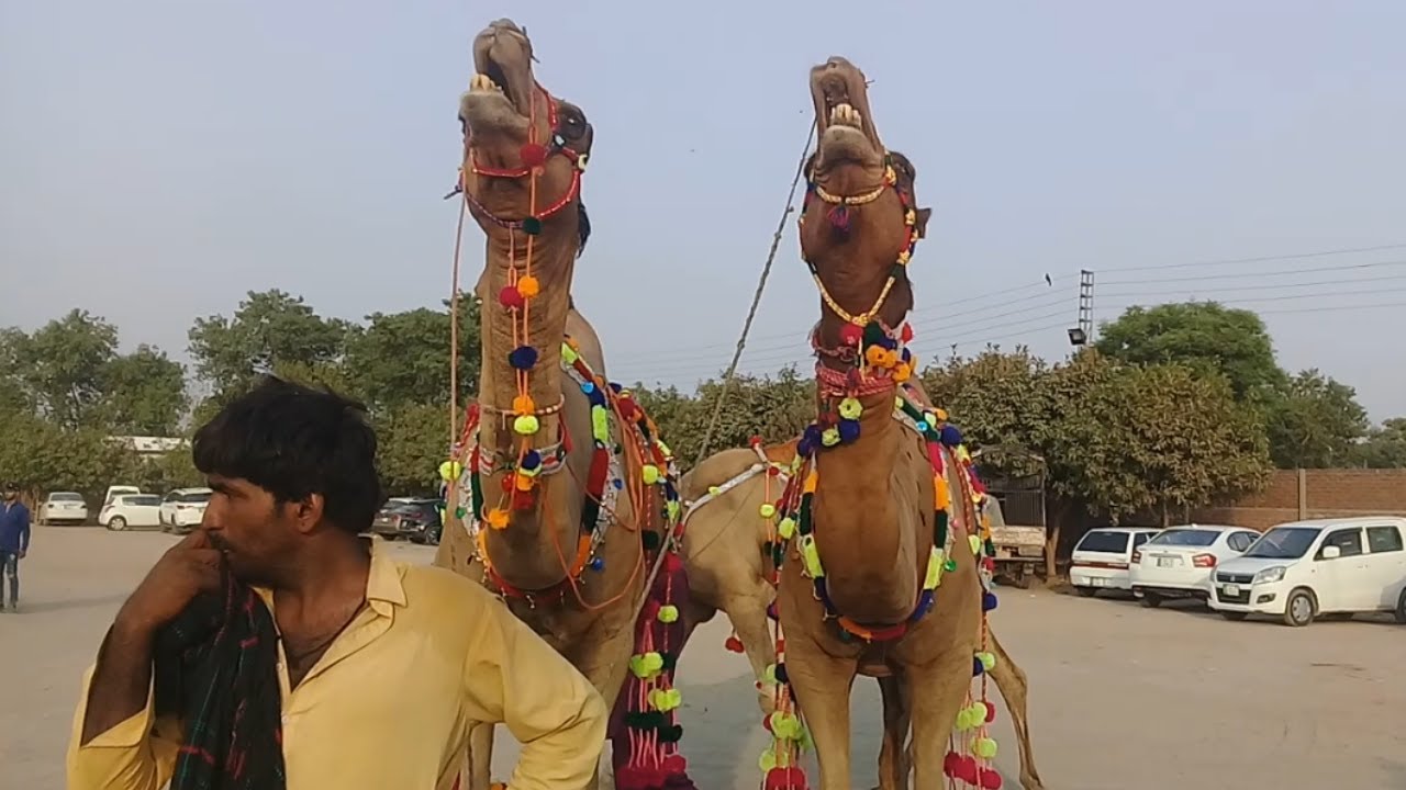 Biggest Camel Mandi Rates for Qurbani 2021 | Biggest Camel Mandi 2021 @Animal Hub