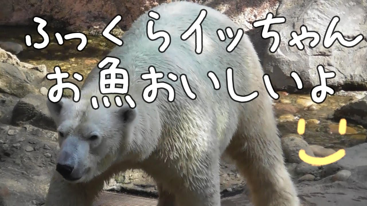 🐻‍❄️　ふっくらイッちゃん/お魚おいしいよ(#^.^#)　2023/10/19