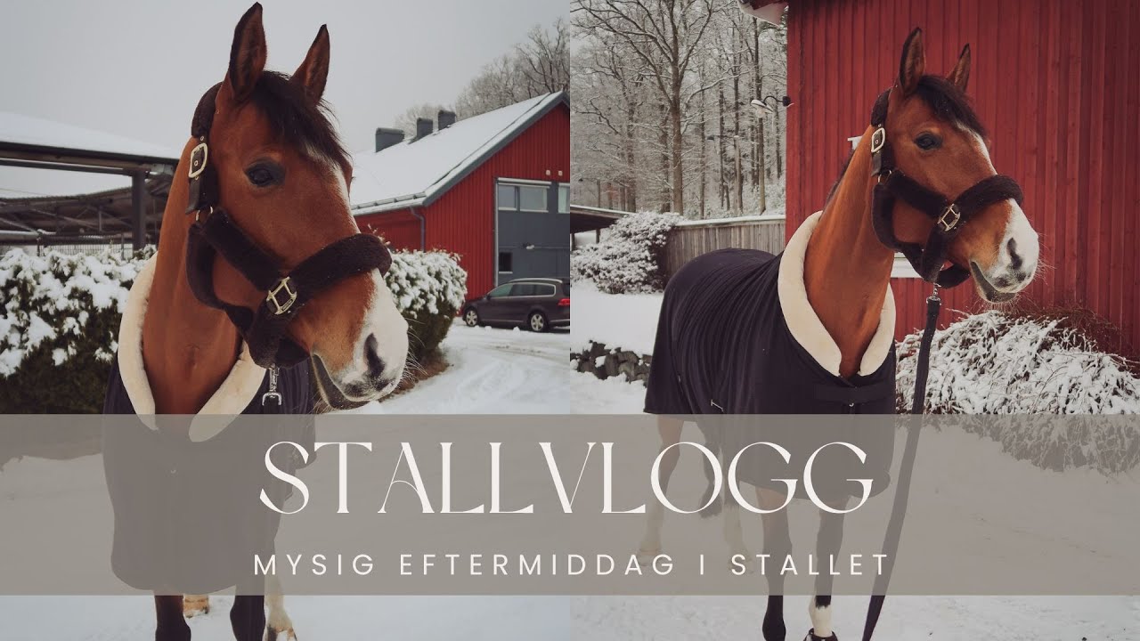 stallvlogg - mysig eftermiddag i stallet