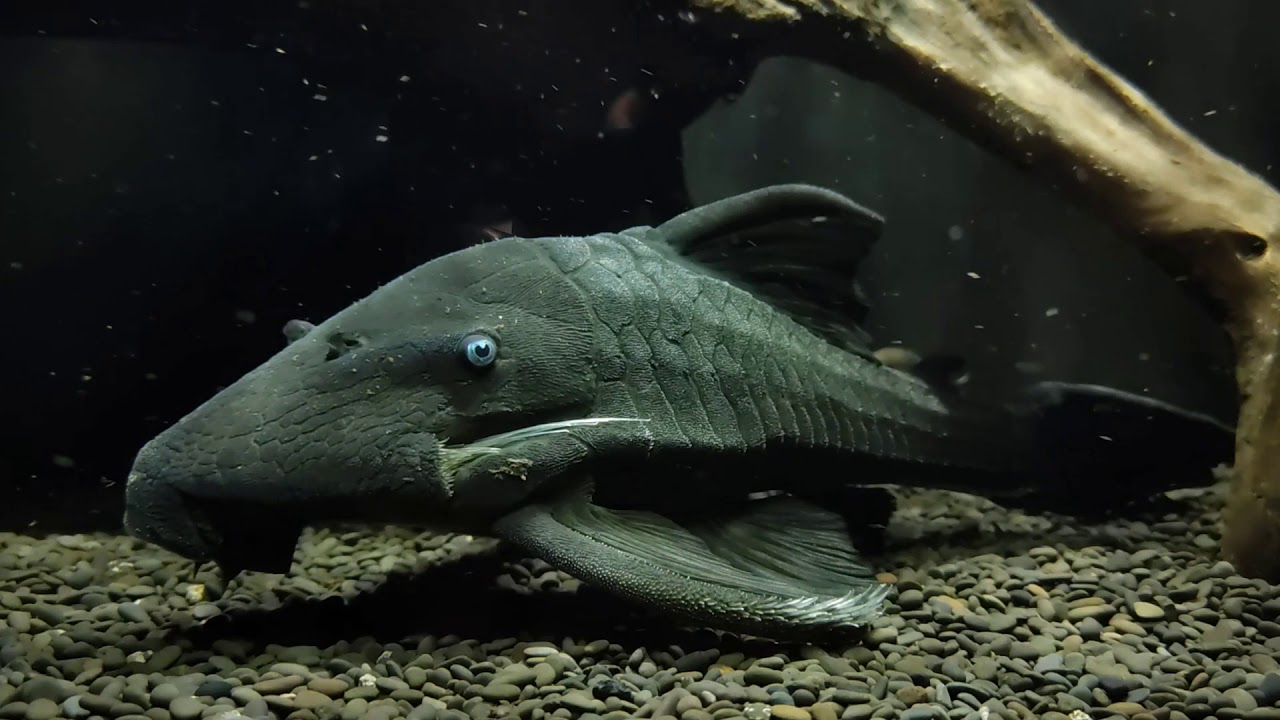 Panaque cochliodon (wild) bij Aquarium Speciaalzaak Utaka