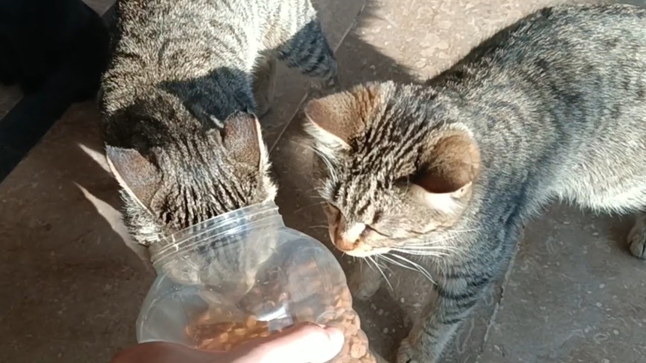 Cats Reunited after so long....