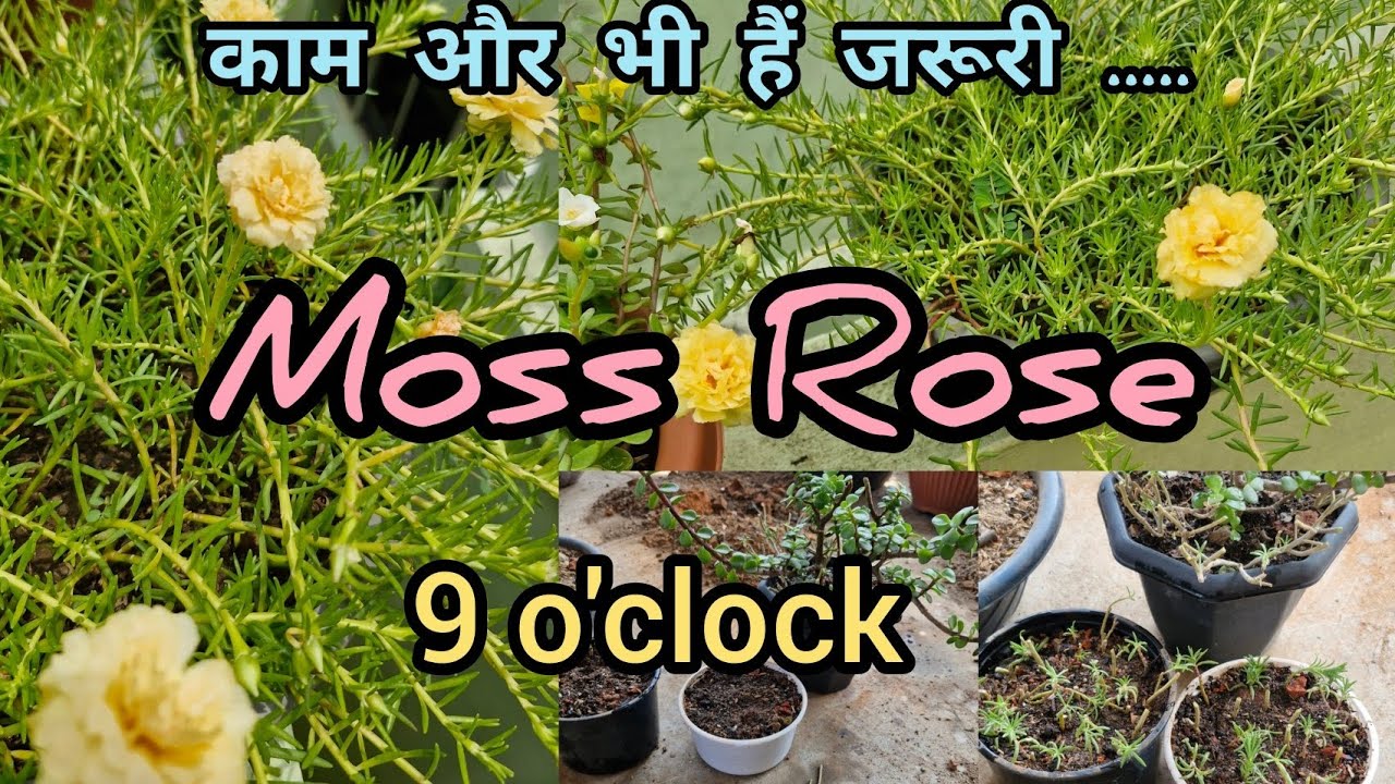 How To PROPAGATE MOSS ROSE OR 9 o'clock/OFFICE TIMEअपने सूखे हुए MOSS ROSE को तैयार कीजिए गर्मी हेतु