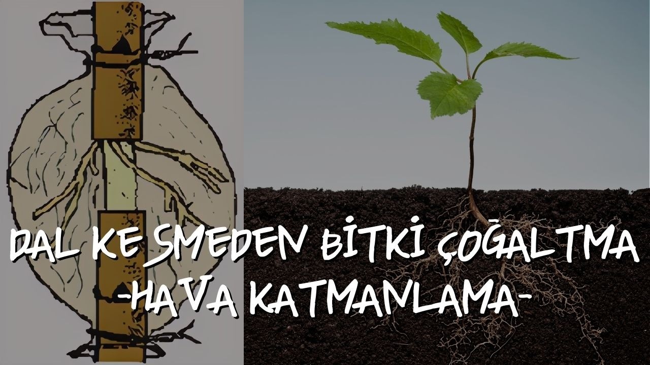 BİTKİ &Ccedil;OĞALTMA Y&Ouml;NTEMLERİ -HAVA KATMANLAMA-