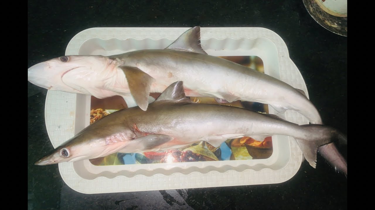 ఆంధ్ర స్టైల్ సొర పిట్టు కూర | Shark Fish Curry Recipe in Telugu | Easy & Tasty Fish Curry 🐟🔥 👌👌