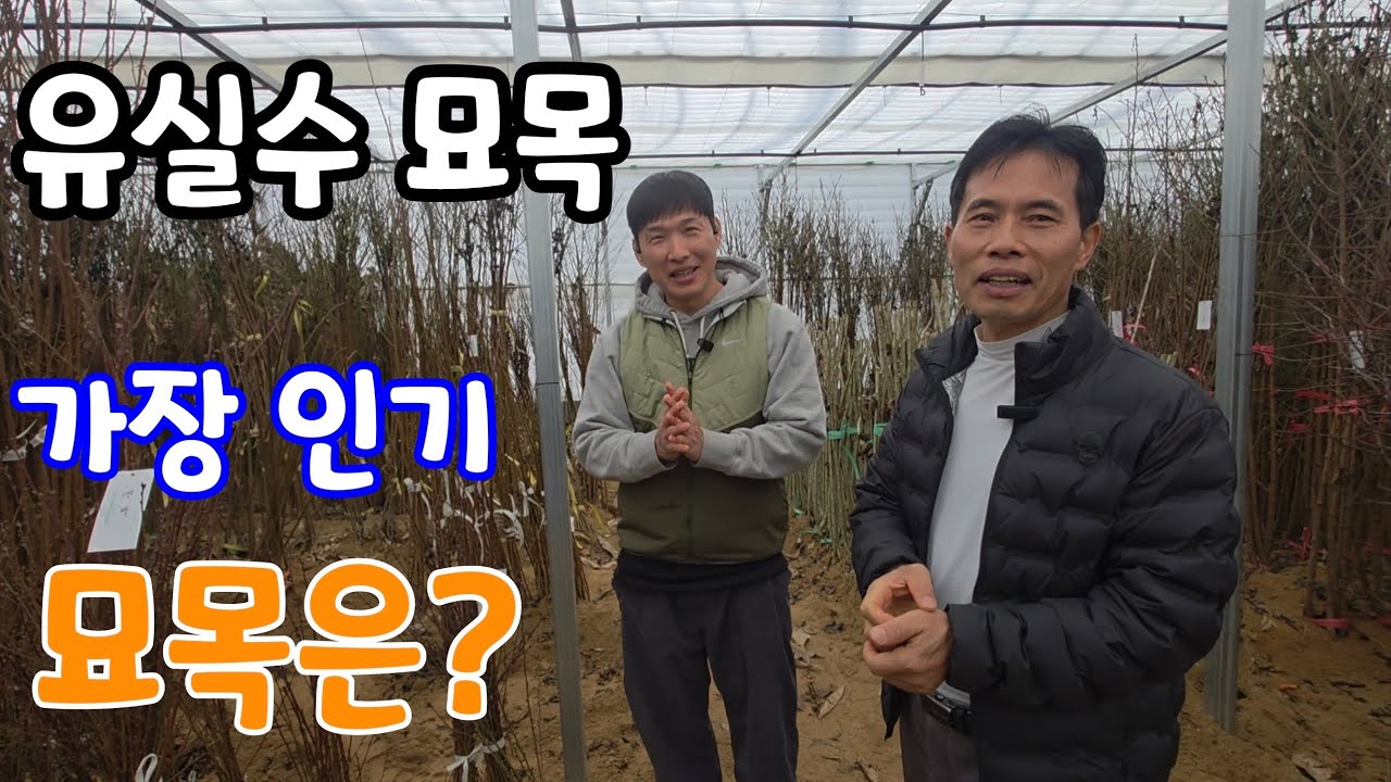 옥천 묘목시장! 올해 가장 인기 있는 유실수 묘목은?바로 이것?  옥천 중앙농원 