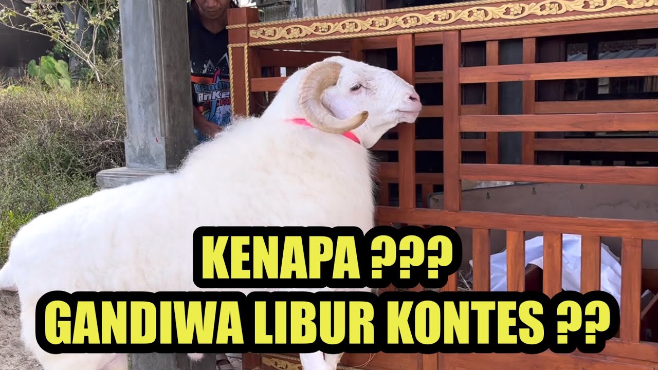 DOMBA GANDIWA EXSTRIM KELUAR KANDANG MENDO ANKER