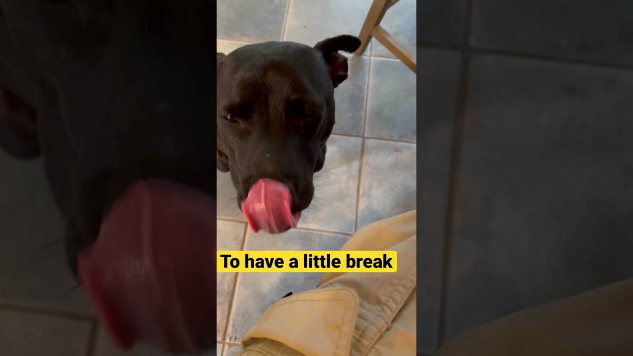 &ldquo;The Brave that Dare to Ask..&rdquo; 😅😅 Taiwan dog Gina