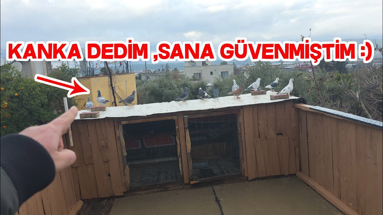 Kocaoğlan Güvercinimizin Kankasını Neden Kovaladığı Belli Oldu