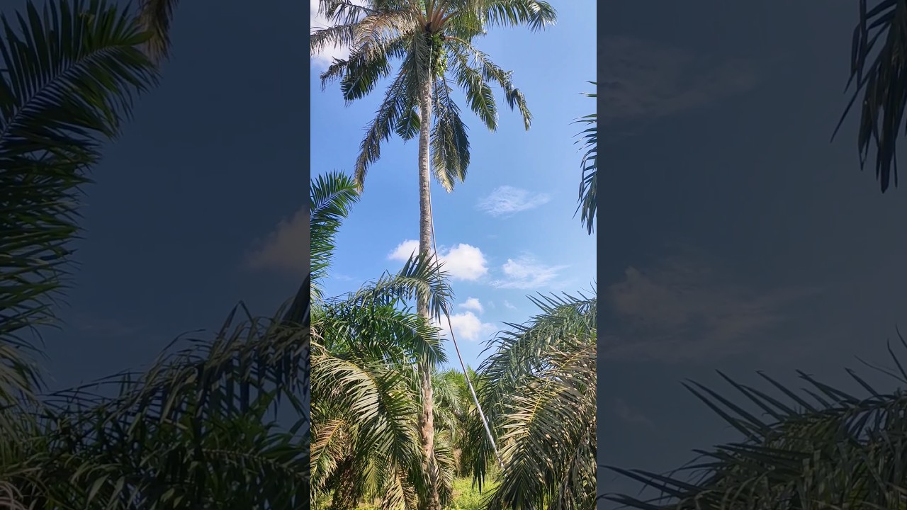 Manen Sawit Tinggi 20 Meter