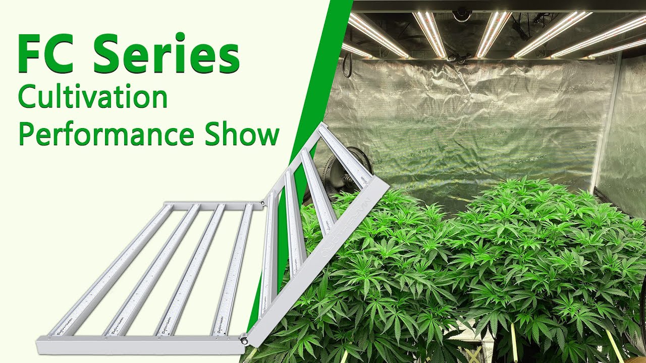 Mars Hydro FC Grow Light Series Cultivation Performance Show