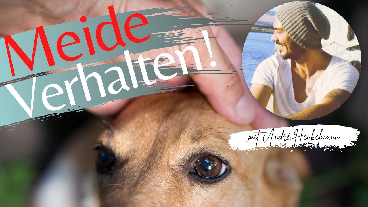 Wenn dein Hund sich nicht (an)fassen lässt und vor dir weg läuft! Profi-Tipps/Hundeerziehung