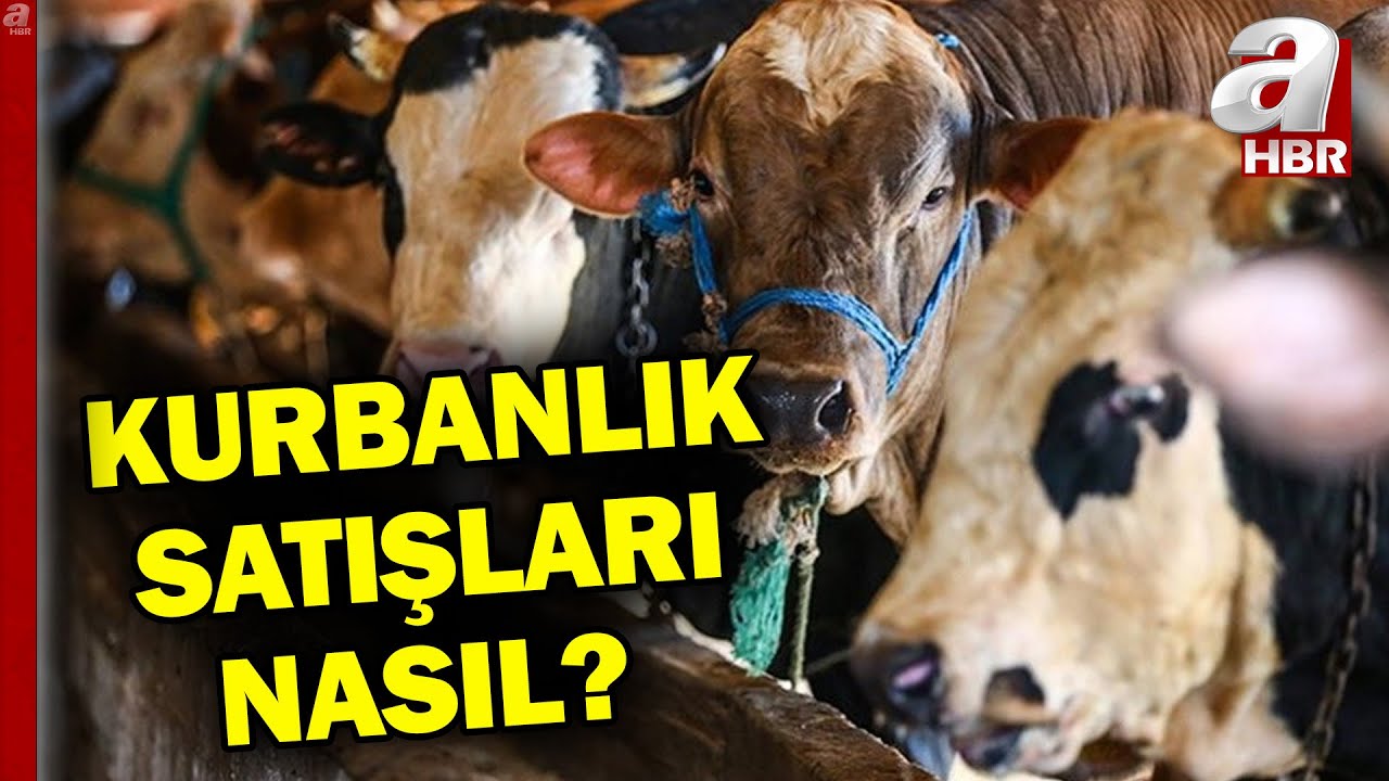 Bayrama günler kala pazarlarda hareketlilik arttı! Peki kurbanlık satışları nasıl? | A Haber